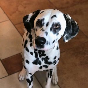 Meet your Posher, Jesse